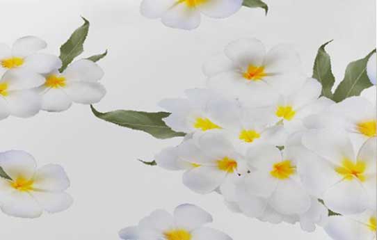 Additional Pair Of Pillow Cases - Scent of Magnolia